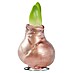 Piardino Amaryllis gewachst 