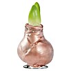 Piardino Amaryllis gewachst (Hippeastrum, Wachs, Sortenabhängig) | BAUHAUS