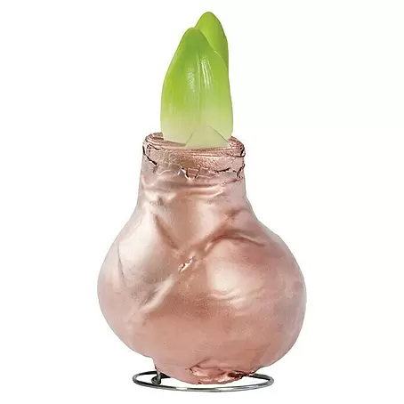 Piardino  Amaryllis gewachst