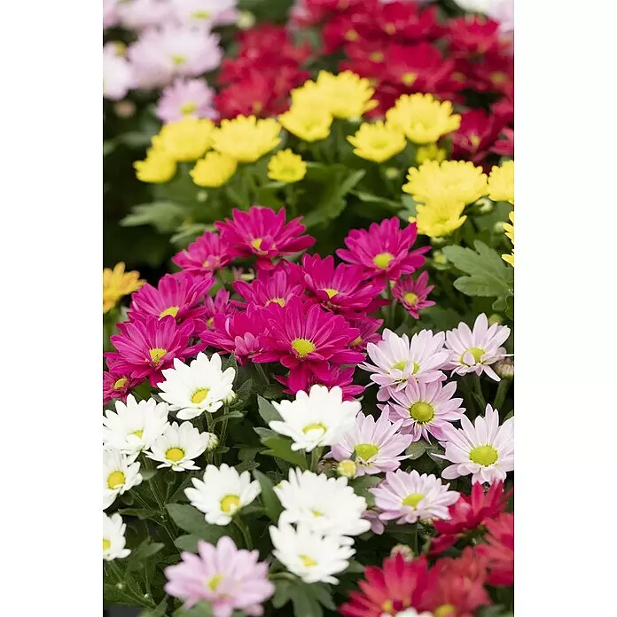 Piardino Herbst-Chrysantheme TrioChrysanthemum indicum, Topfgröße: 11 cm