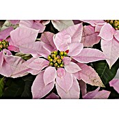 Piardino Weihnachtsstern Princettia (Euphorbia pulcherrima 'Princettia® Soft Pink', Blütenfarbe: Hellrosa beglittert, Topfgröße: 13 cm) | BAUHAUS