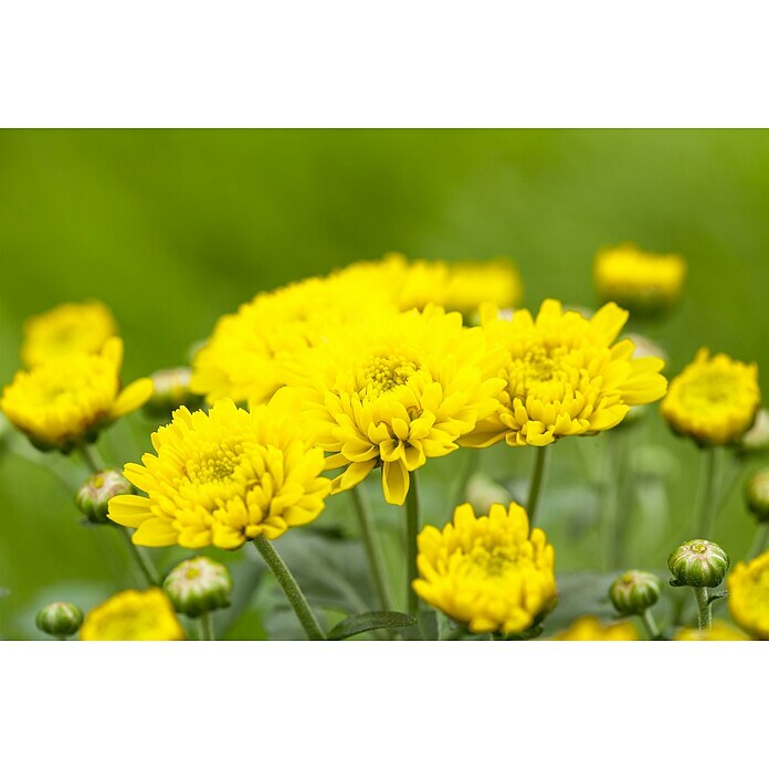 Piardino Herbst-Chrysantheme (Chrysanthemum indicum, Topfgröße: 11 cm, Gelb) | BAUHAUS