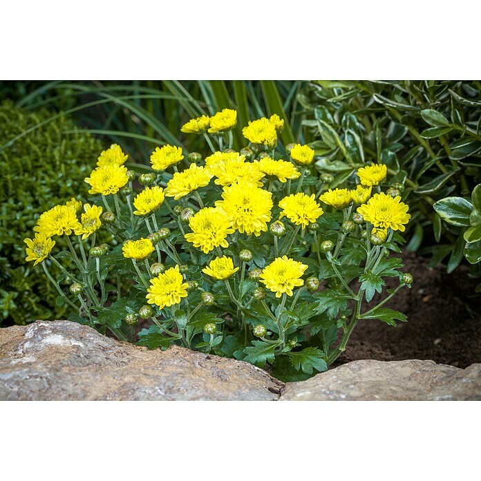 Piardino Herbst-Chrysantheme (Chrysanthemum indicum, Topfgröße: 11 cm, Gelb) | BAUHAUS