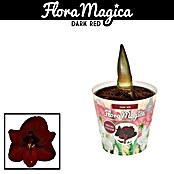 Hippeastrum Hybriden12 Dark Red exclusi