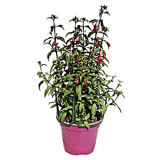Fucsia (Fuchsia Hybriden, Tamaño de maceta: 11 cm, En función de la variedad)