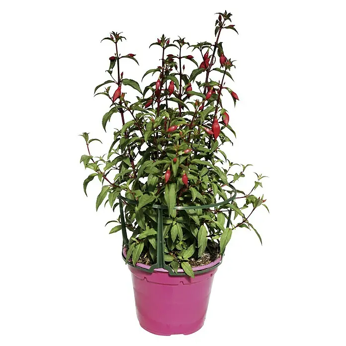 Piardino Fucsia - Fuchsia hybriden, Tamaño de maceta: 14 cm, Rosa - Una elegante planta de fucsia floreciente en maceta con flores rojas, colocada en una maceta rosa, completa con un anillo de soporte verde.
