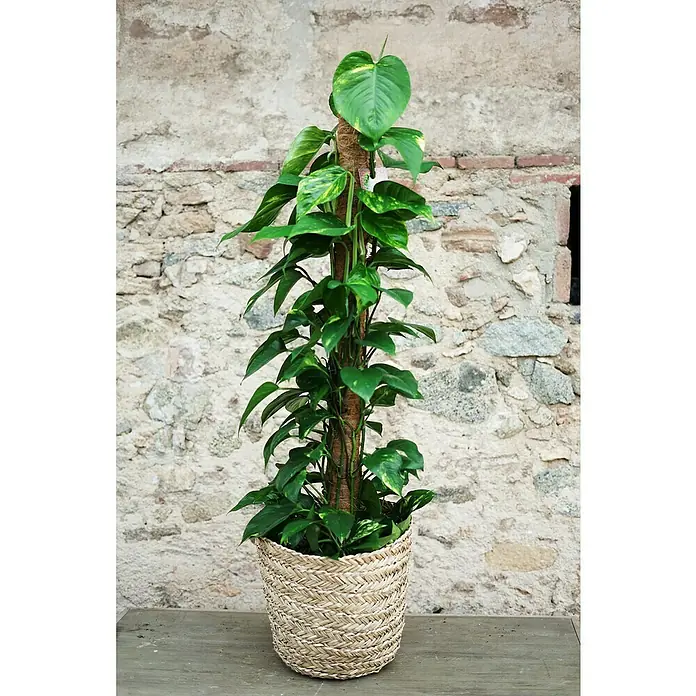 Piardino Poto - Epipremnum aureum, Tamaño de maceta: 24 cm - Un exuberante potos trepa por un tutor de musgo, presentado elegantemente en una cesta de mimbre sobre una mesa robusta.