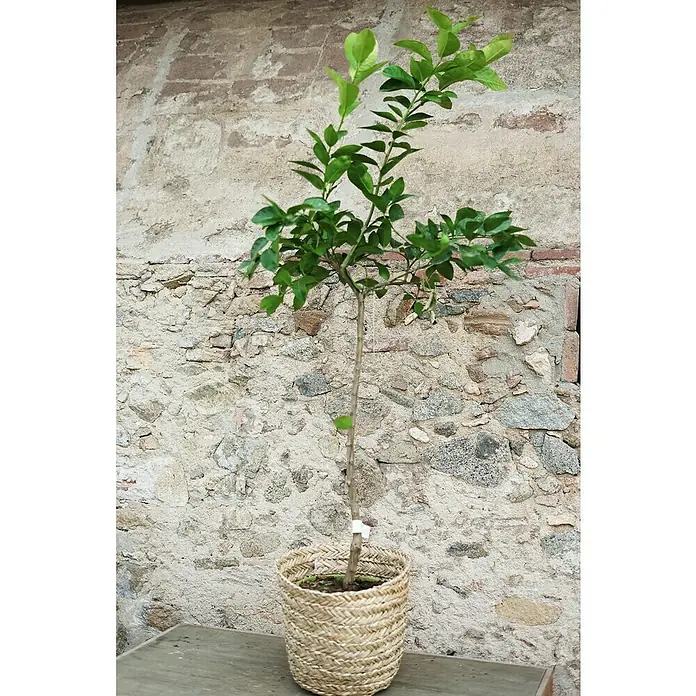 Limonero con frutos - Citrus limon, Tamaño de maceta: 22 cm - Esta imagen muestra un limonero en una cesta de mimbre contra una pared de piedra. El árbol tiene hojas verdes y un tronco delgado.