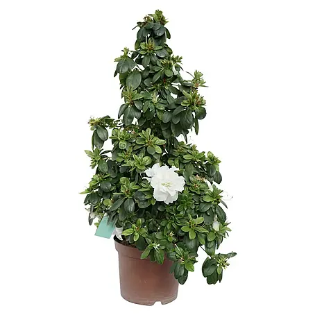 Piardino  Azalea japonesa