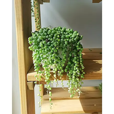 Senecio