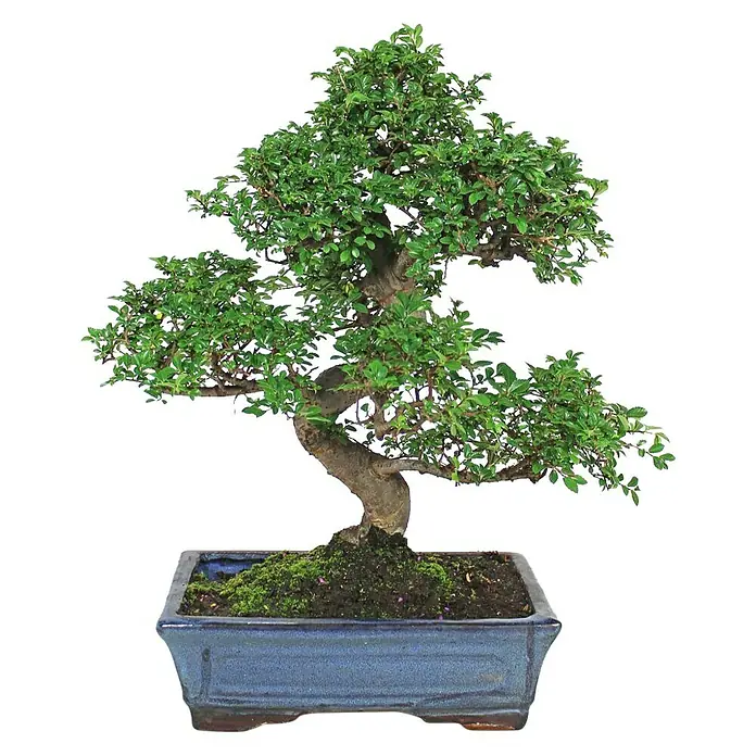Bonsai - Zelkova parvifolia, Verde - Un magnífico bonsái en una maceta de cerámica azul, sus hojas forman una exuberante copa verde que transmite tranquilidad y elegancia.