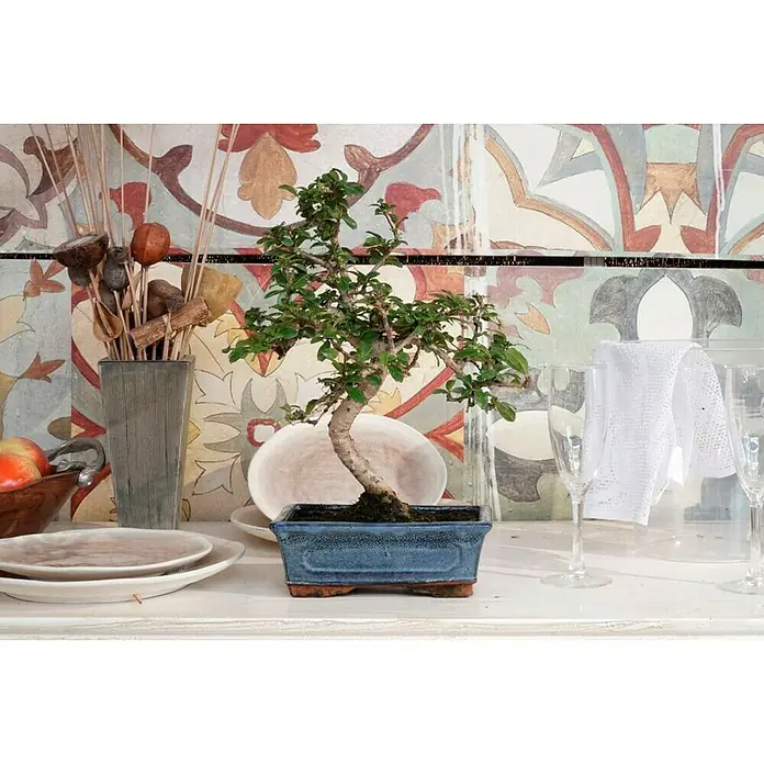 Bonsai - Zelkova parvifolia, Verde - Primer plano de un árbol bonsái en una maceta azul, con elementos decorativos y vasos al fondo.