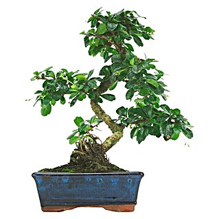 Piardino Bonsai (Ficus retusa, Tamaño de maceta: 21 cm, Verde)