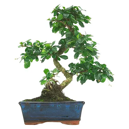 Piardino  Bonsai
