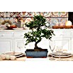 Bonsai (Ficus retusa, Verde) | BAUHAUS