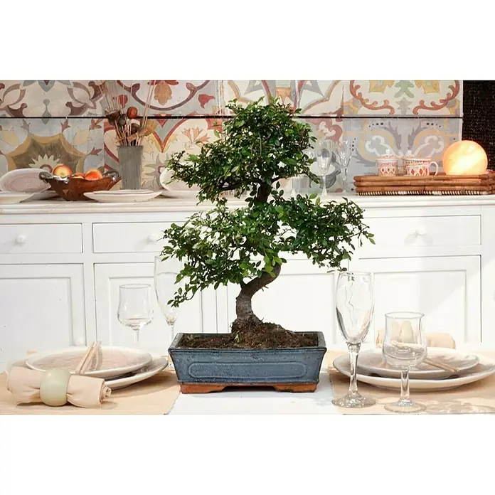 Bonsai - Ficus retusa, Verde - Este elegante árbol bonsái es un gran punto de atracción en la mesa y le da a la habitación un toque especial. La decoración de la mesa es hermosa.