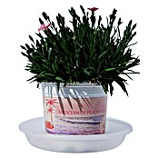 Piardino Clavel (Dianthus caryophyllus, Tamaño de maceta: 20 cm, En función de la variedad) | BAUHAUS