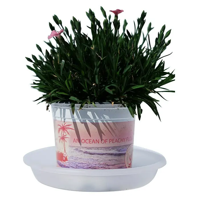 Piardino Clavel - Dianthus caryophyllus, Tamaño de maceta: 20 cm, En función de la variedad - Primer plano de una planta en maceta con hojas verdes y delicadas flores rosas sobre un platito blanco.