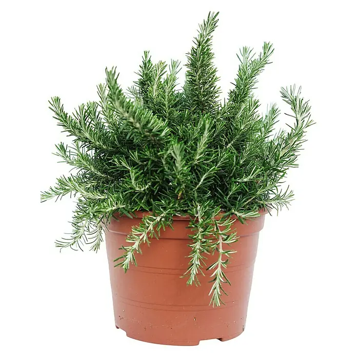 Romero - Rosmarinus prostratus, Tamaño de maceta: 25 cm - Primer plano de una planta de romero en maceta con agujas verde oscuro en una maceta marrón.