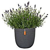 Capi Europe Nature Maceta (Ø x Al: 43 x 41 cm, Negro)