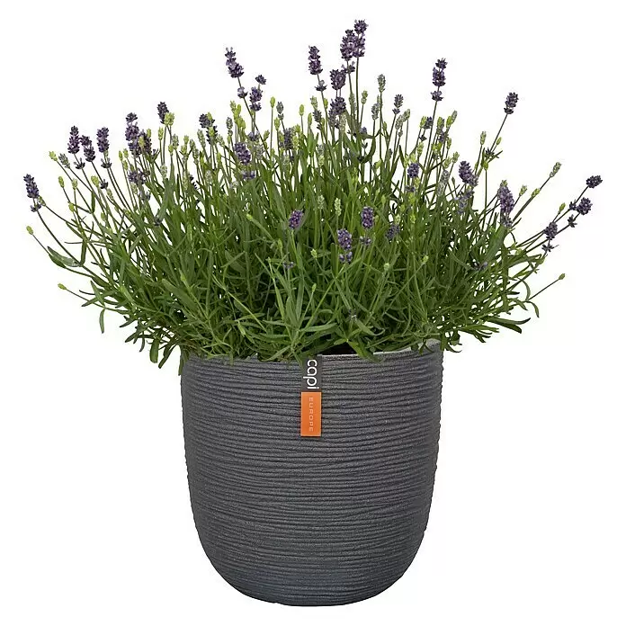 Capi Europe Nature Rib NL Maceta para planta - Dimensiones externas (Ø x Al): 43 x 41 cm, Negro, Plástico - Planta de lavanda en maceta gris oscuro texturizada con etiqueta 'capi EUROPE'. Flores moradas y hojas verdes.