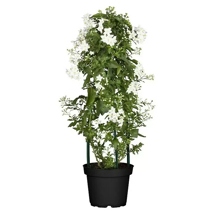 Piardino Jasminblütiger Nachtschatten JumbopyramideSolanum jasminoides, Topfgröße: 21 cm, Weiß