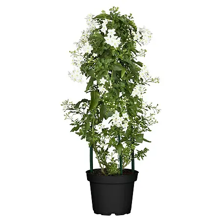 Piardino  Jasminblütiger Nachtschatten Jumbopyramide