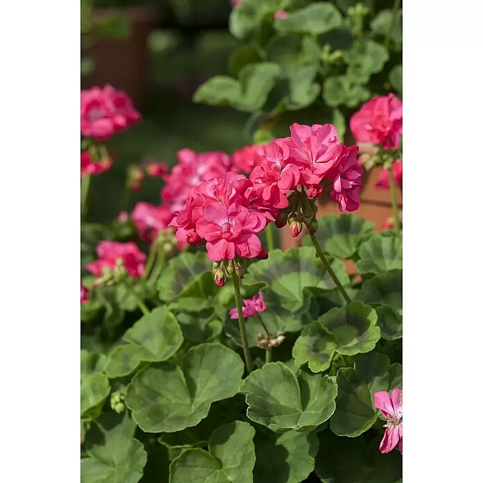 Piardino Pelargonie - Pelargonium interspecific 'Pretty Little' ®, Topfvolumen: 12 l - Leuchtend pinke Geranienblüten mit grünen Blättern.