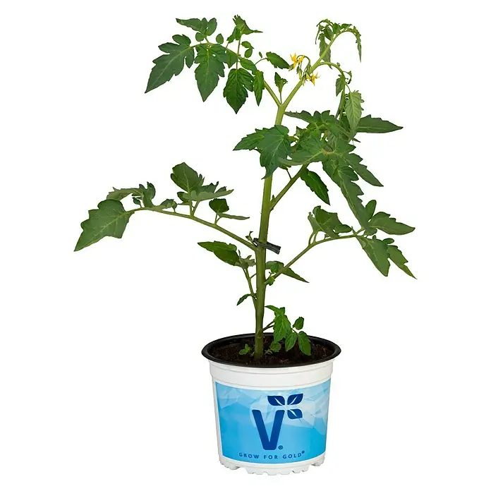 Tomate Bio - Solanum lycopersicum 'Bartelly', 11 cm, Erntezeit: Juli - Junger Tomatenpflanze in einem Topf mit dem Aufdruck "Grow for Gold".