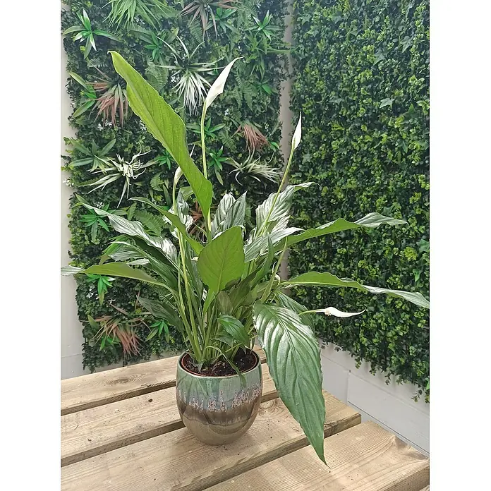 Piardino Lirio - Spathiphyllum floribundum, Tamaño de maceta: 13 cm, Blanco - Elegante planta de interior con hojas brillantes y delicadas flores blancas en una maceta decorativa, añadiendo un toque fresco a cualquier habitación.