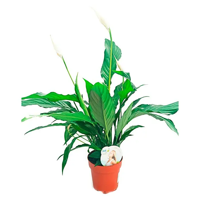 Piardino Lirio - Spathiphyllum floribundum, Tamaño de maceta: 13 cm, Blanco - Una planta de interior en maceta, un Spathiphyllum, también conocido como Lirio de Paz, en una maceta de terracota, con una etiqueta "Air Pure".
