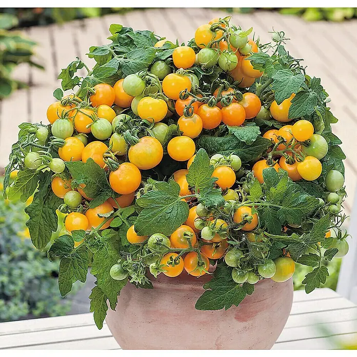 Piardino Bio Tomate - Solanum lycopersicum 'Primagold', 12 cm, Erntezeit: Juli - Üppiger Topf mit gelben Kirschtomaten, die an grünen Stielen hängen, mit leuchtend grünen Blättern. Ideal für Balkon und Terrasse.