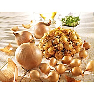Steckzwiebeln Holländische (Allium cepa, Erntezeit: Juli)