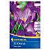 Kiepenkerl Frühlingsblumenzwiebeln Wildkrokus Ruby Giant 