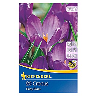 Kiepenkerl Frühlingsblumenzwiebeln Wildkrokus Ruby Giant (Crocus tommasinianus, 20 Stk.)