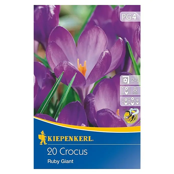 Kiepenkerl Blumenzwiebeln Wildkrokus Ruby Giant - Crocus tommasinianus, 20 Stk. - Packung mit 20 Krokus Ruby Giant Blumenzwiebeln, geeignet für den Garten oder Topf, mit violetten Blüten und gelben Staubgefäßen.