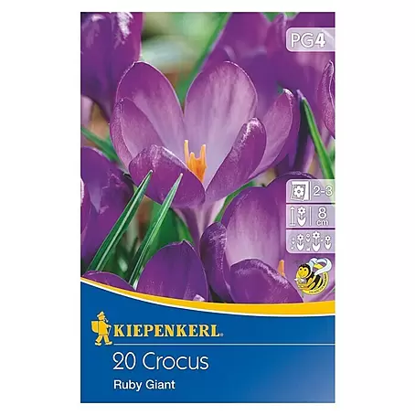 Kiepenkerl  Frühlingsblumenzwiebeln Wildkrokus Ruby Giant