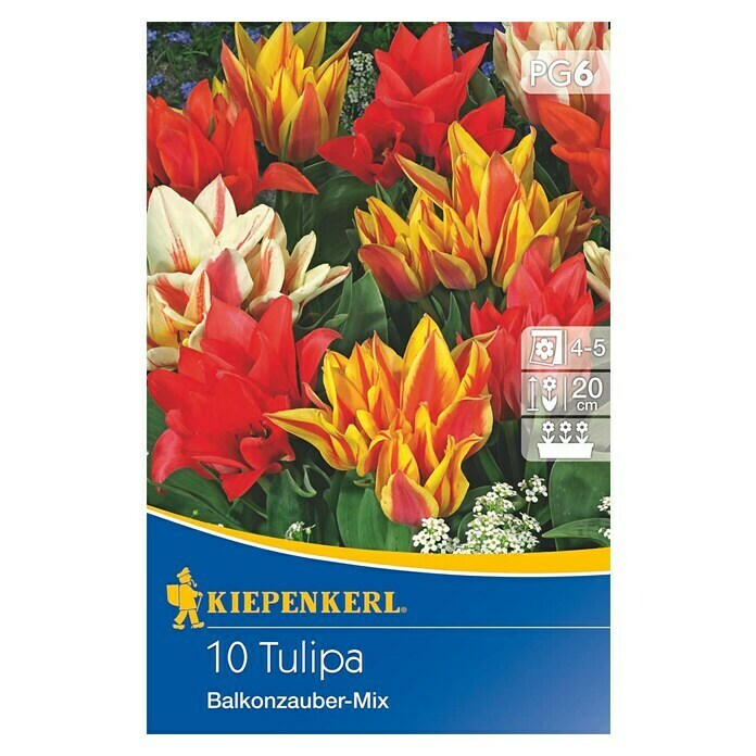 Kiepenkerl Frühlingsblumenzwiebel-MixTulipa greigii 'Balkonzauber, 10 Stk. Front View