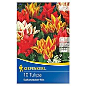 Kiepenkerl Frühlingsblumenzwiebel-Mix (Tulipa greigii 'Balkonzauber, 10 Stk.) | BAUHAUS