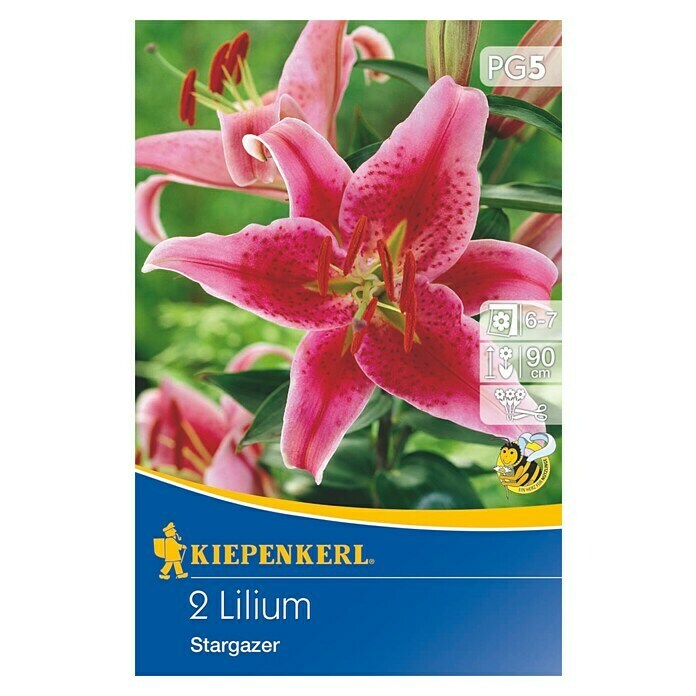 Kiepenkerl Sommerblumenzwiebeln Oriental-Lilie 'Stargazer'Lilium x oriental - hybride, 2 Stk. Front View