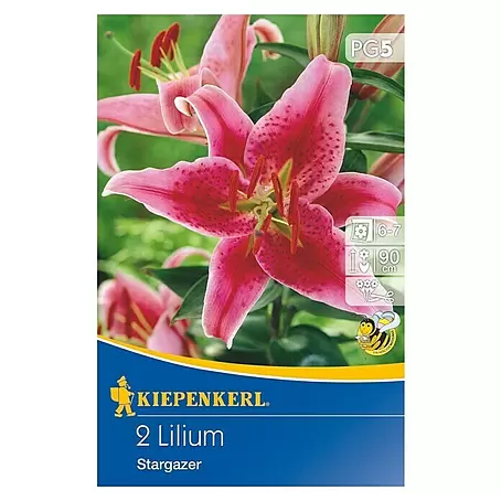 Kiepenkerl  Sommerblumenzwiebeln Oriental-Lilie 'Stargazer'