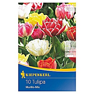 Kiepenkerl Frühlingsblumenzwiebel-Mix (Tulipa 'Murillo Mix', 10 Stk.)