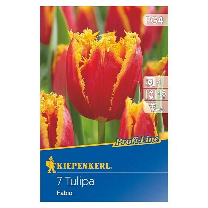 Kiepenkerl Profi-Line FrühlingsblumenzwiebelnTulipa 'Fabio', Rot/Gelb gefranst, 7 Stk. Front View