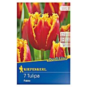 Kiepenkerl Profi-Line Frühlingsblumenzwiebeln (Tulipa 'Fabio', Rot/Gelb gefranst, 7 Stk.) | BAUHAUS