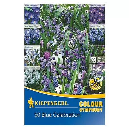 Kiepenkerl  Frühlingsblumenzwiebeln Colour Symphony Blue Celebration