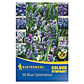 Kiepenkerl Frühlingsblumenzwiebeln Colour Symphony Blue Celebration (Crocus tommasinianus, 50 Stk., Blue Celebration) | BAUHAUS