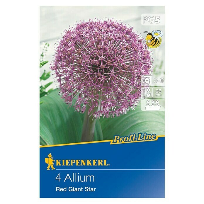 Kiepenkerl Profi-Line Sommerblumenzwiebeln Zierlauch Red Giant StarAllium x hybrida, 4 Stk. Front View