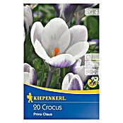 Kiepenkerl Frühlingsblumenzwiebeln Crocus Prins Claus (Crocus chrysanthus, 20 Stk.) | BAUHAUS