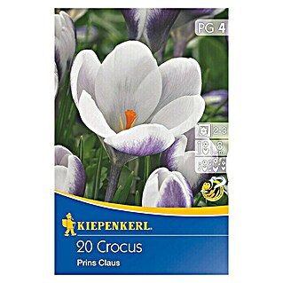 Kiepenkerl Frühlingsblumenzwiebeln Crocus Prins Claus (Crocus chrysanthus, 20 Stk.)