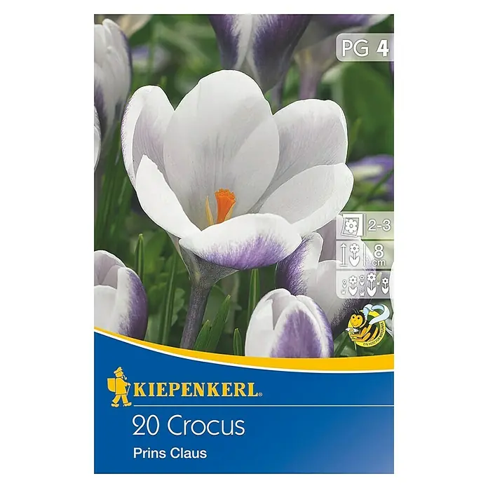 Kiepenkerl Blumenzwiebeln Crocus Prins Claus - Crocus chrysanthus, 20 Stk. - Bild einer Kiepenkerl 20 Crocus Prins Claus Packung, mit Nahaufnahme von weißen und lila Krokusblüten.